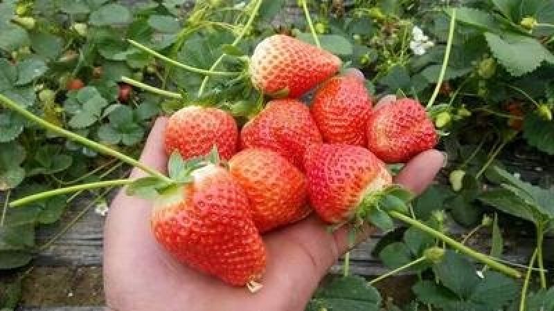 草莓苗甜查理基地直销现挖现卖包成活