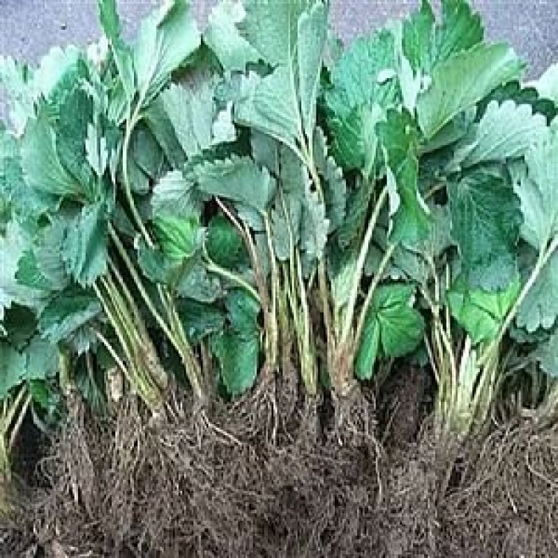 草莓苗甜查理基地直销现挖现卖包成活