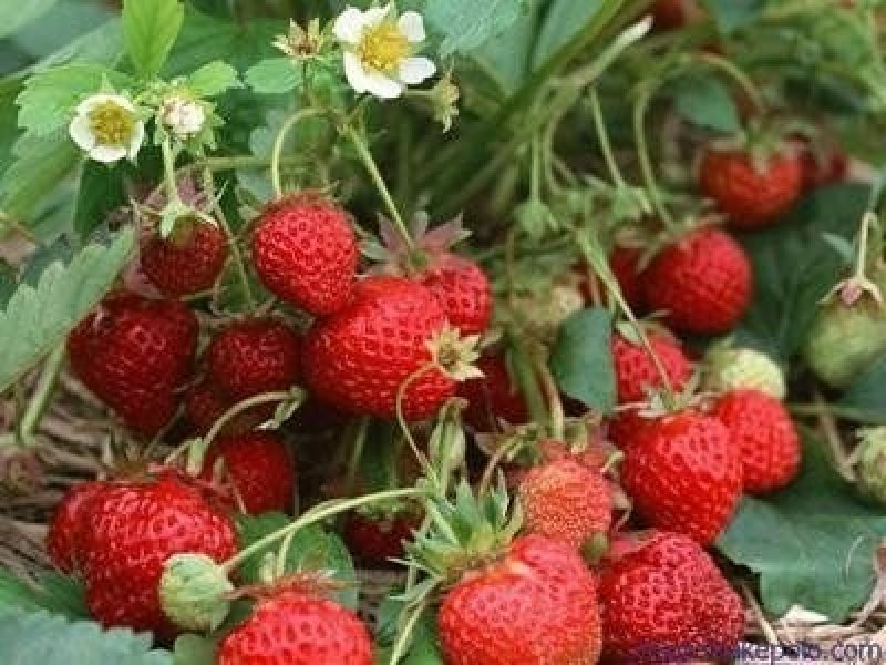 草莓苗甜查理基地直销现挖现卖包成活