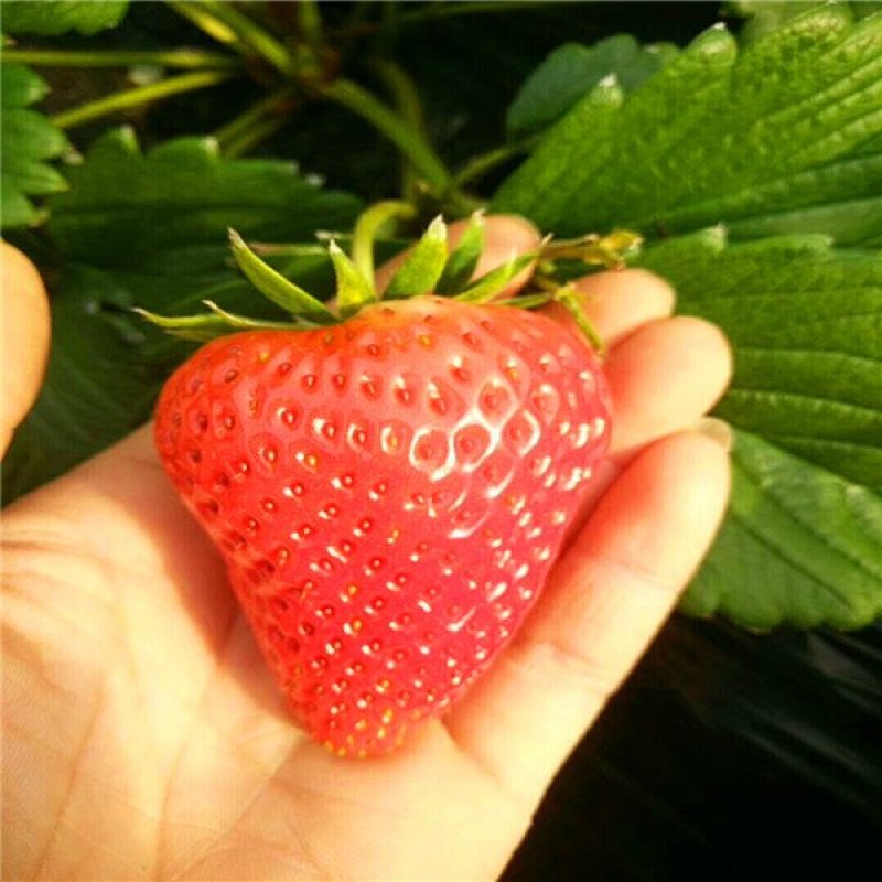 草莓苗甜查理基地直销现挖现卖包成活
