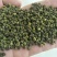 中花吴茱萸/大花吴茱萸/小花吴茱萸/广西中花吴茱萸/