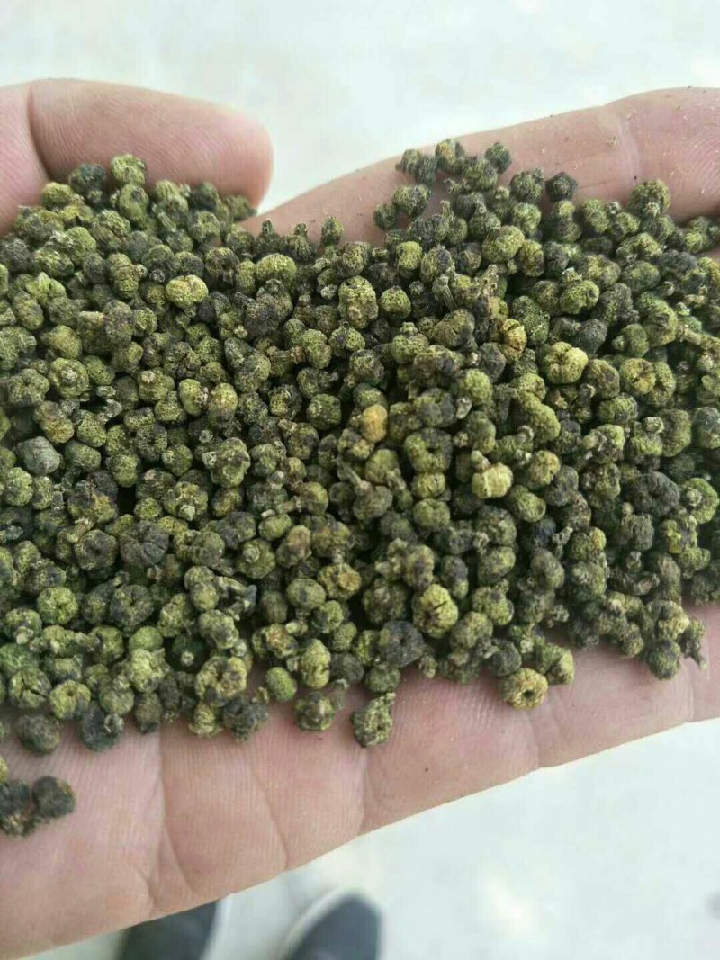 中花吴茱萸/大花吴茱萸/小花吴茱萸/广西中花吴茱萸/