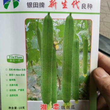 优质线丝瓜种子长丝瓜种子香丝瓜种子
