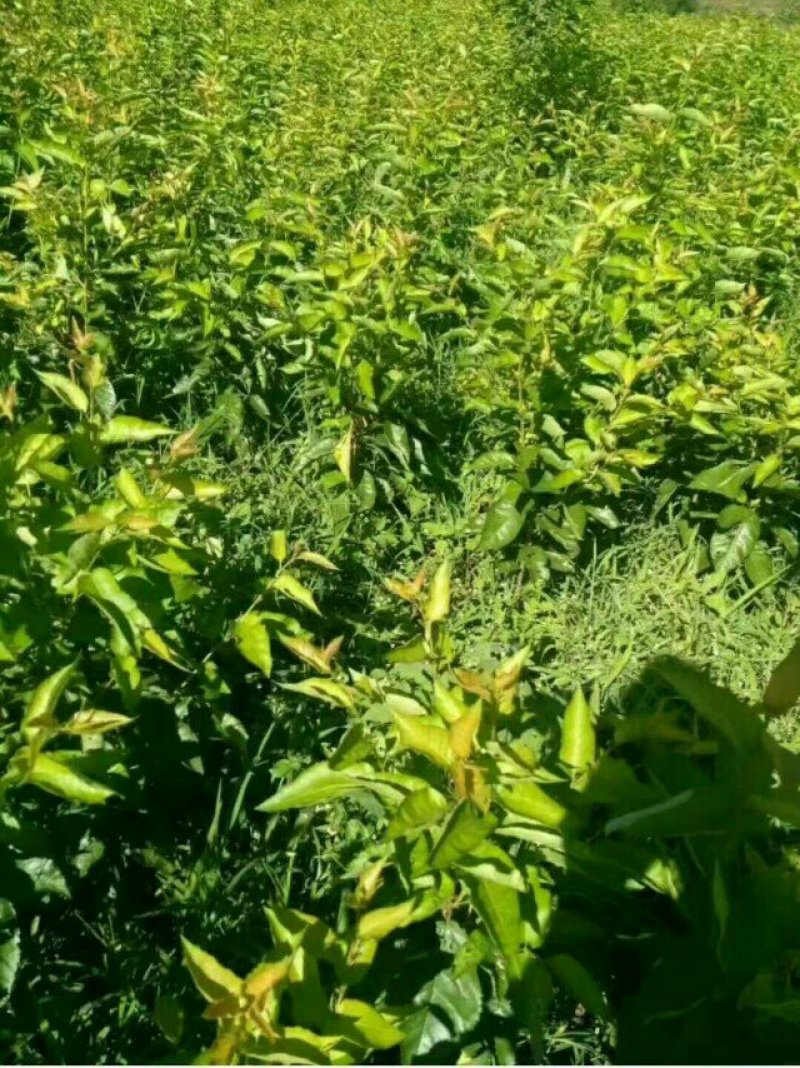 樱桃苗嫁接穗嫁接条品种芽条南方大果樱桃苗嫁接穗