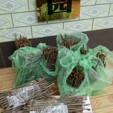 樱桃苗嫁接穗嫁接条品种芽条南方大果樱桃苗嫁接穗