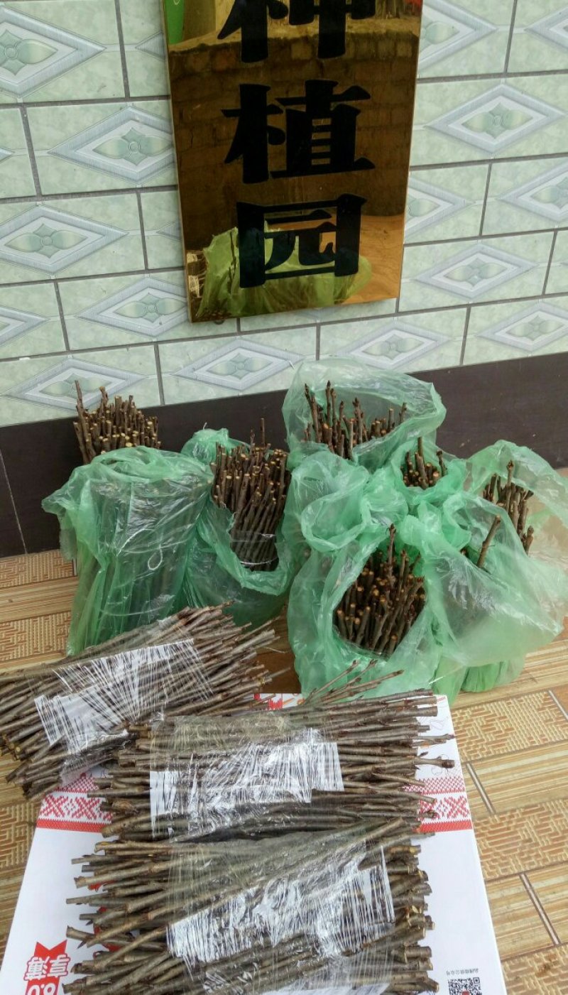 樱桃苗嫁接穗嫁接条品种芽条南方大果樱桃苗嫁接穗