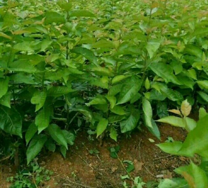 樱桃苗嫁接穗嫁接条品种芽条南方大果樱桃苗嫁接穗
