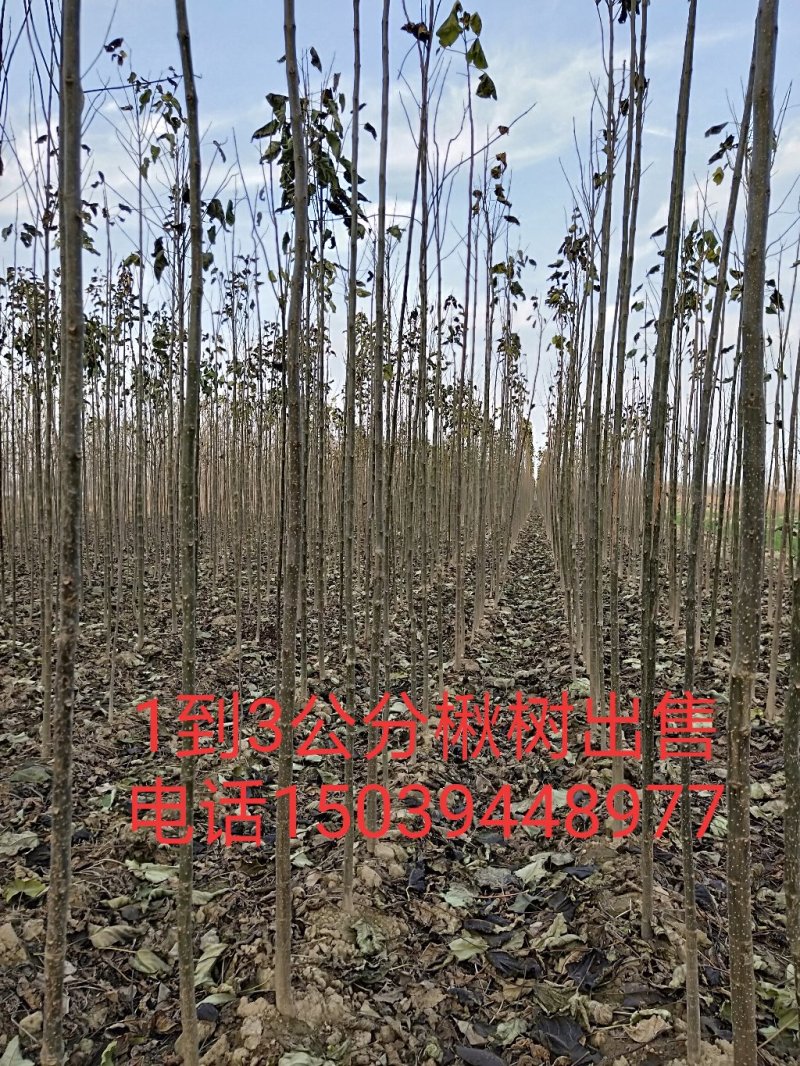 梓树小苗0.8公分