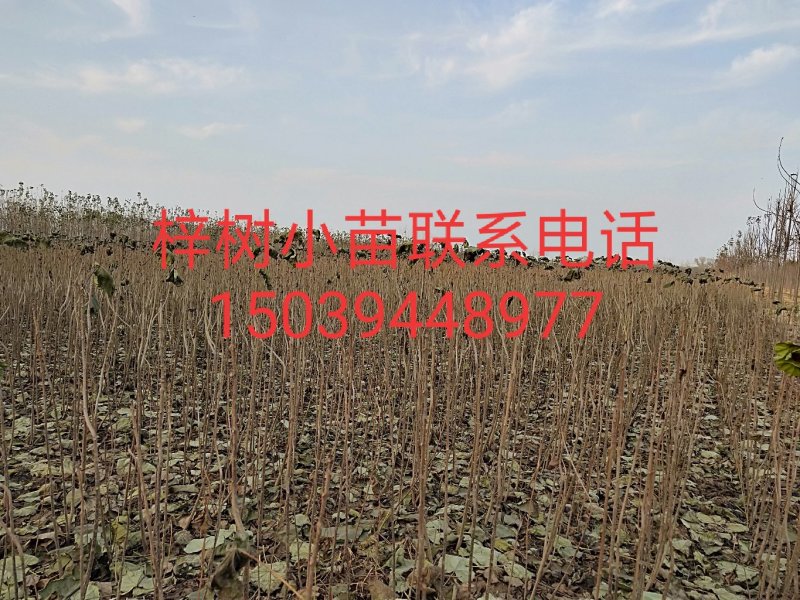 梓树小苗0.8公分