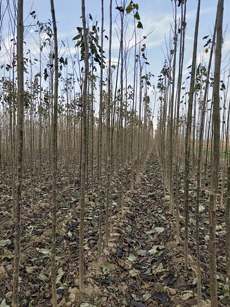 梓树小苗0.8公分