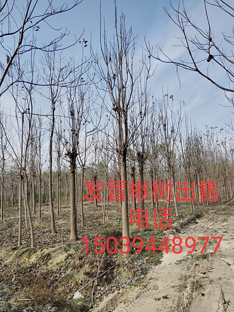 梓树小苗0.8公分