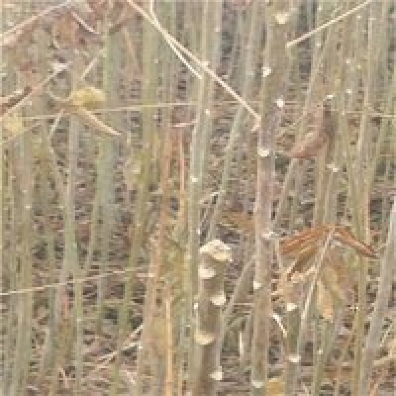 红油香椿基地直销品质保证嫁接苗包成活