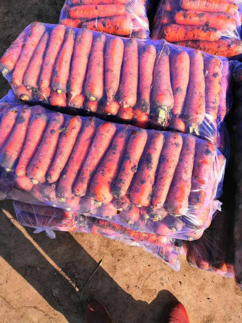 胡萝卜三红胡萝卜品相好颜色亮基地直发品质保证
