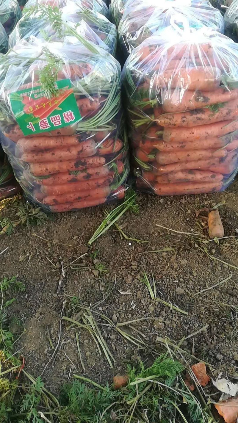 三红胡萝卜，品相好颜色亮，质量好，价格美丽