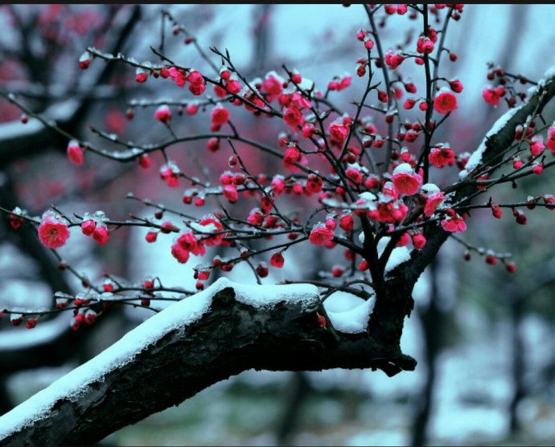 红梅树苗，骨里红，一年苗，优质一级苗，自己家苗圃基地培育