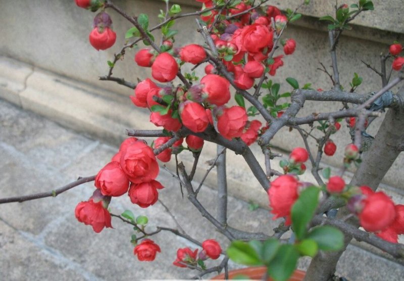 红梅树苗，骨里红，一年苗，优质一级苗，自己家苗圃基地培育