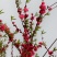 红梅树苗，骨里红，一年苗，优质一级苗，自己家苗圃基地培育