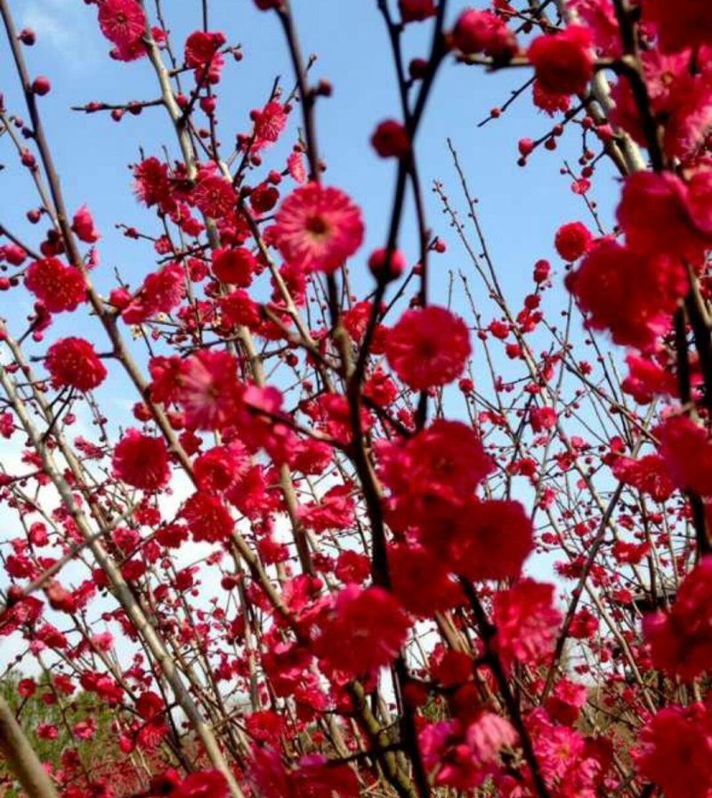 红梅树苗，骨里红，一年苗，优质一级苗，自己家苗圃基地培育