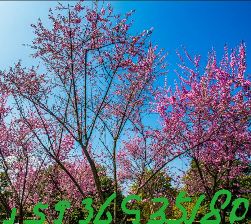 红梅树苗，骨里红，一年苗，优质一级苗，自己家苗圃基地培育