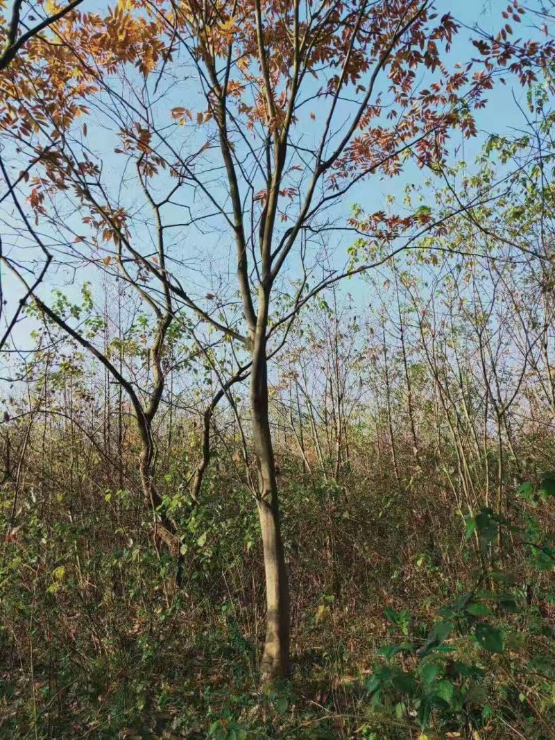 江西绿化苗木无患子基地