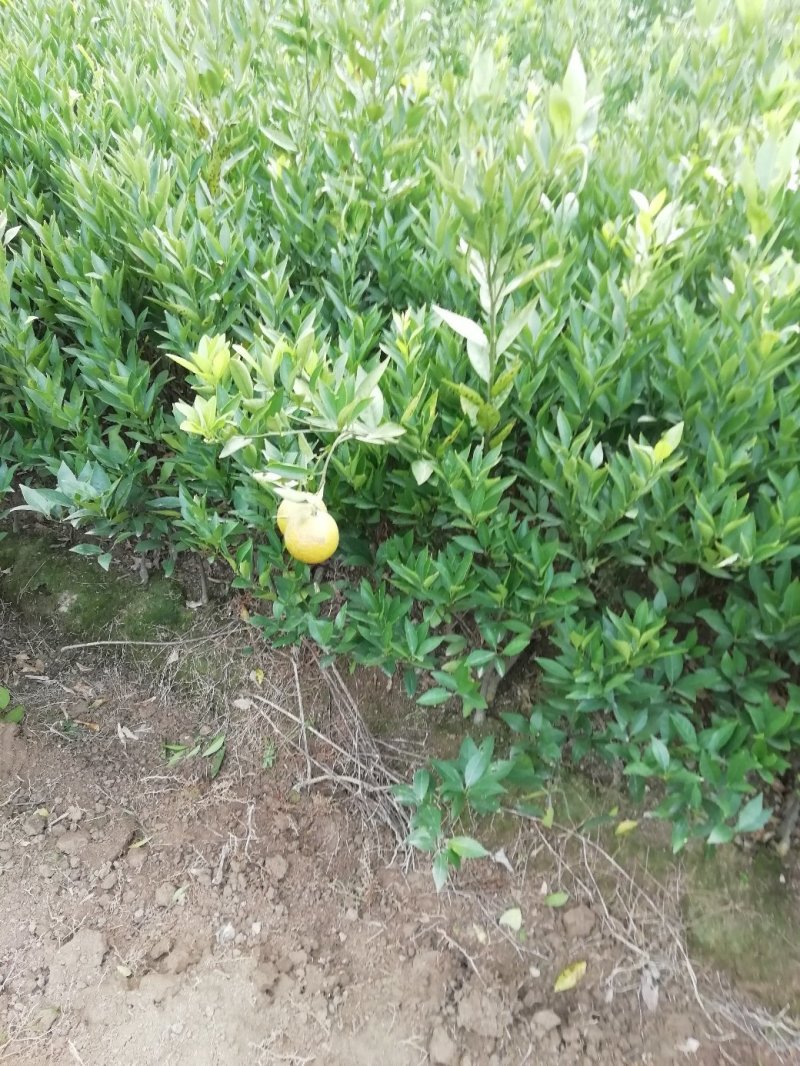 橘子树苗