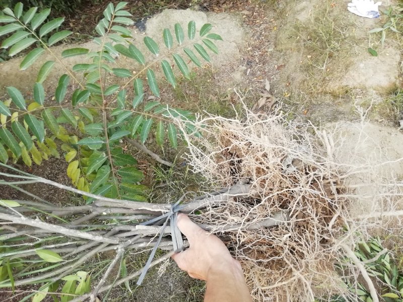 橘子树苗
