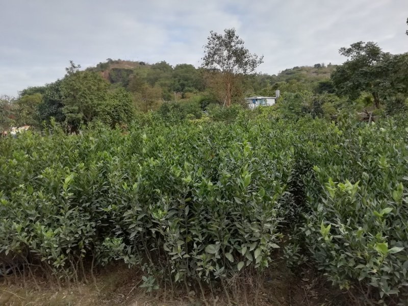 橘子树苗