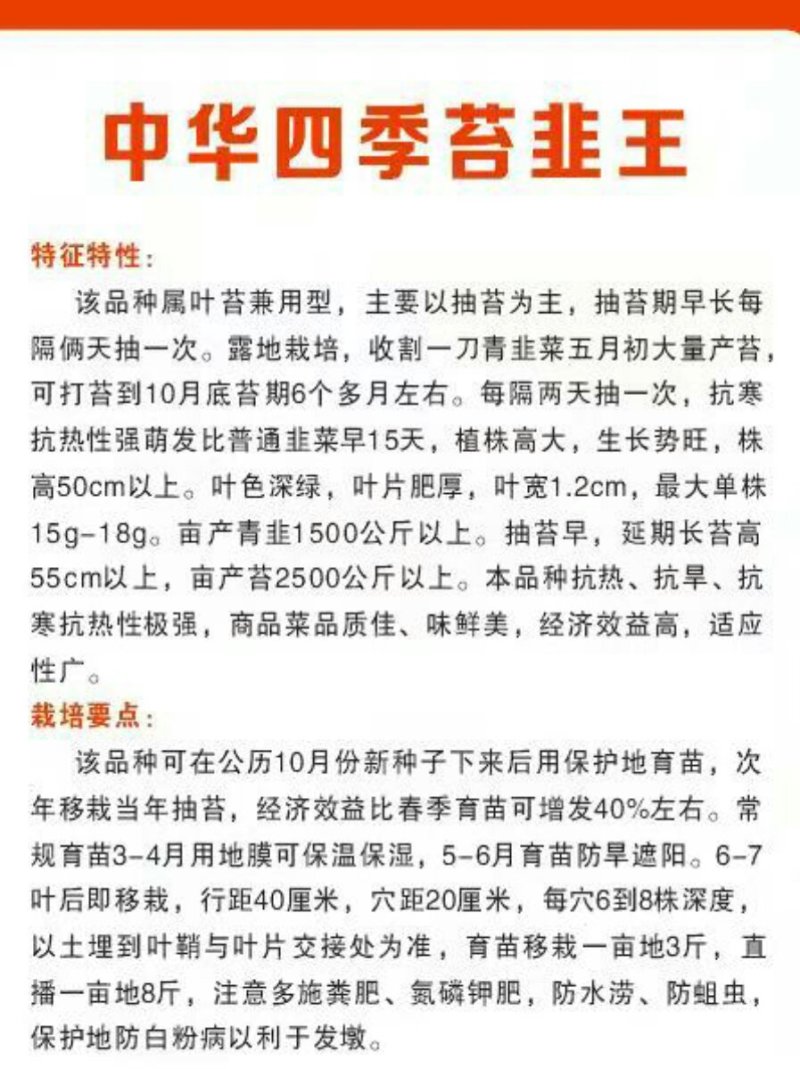 中华四季苔韭王韭菜种子
