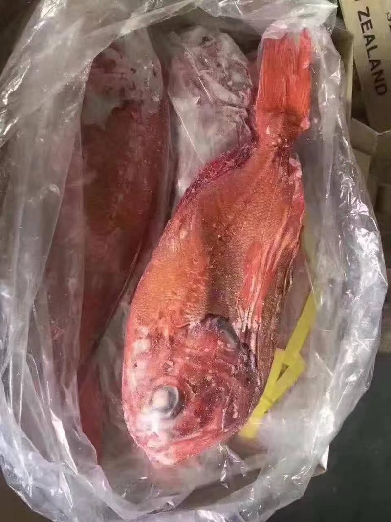 新西兰长寿鱼大小规格