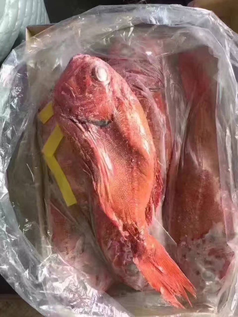 新西兰长寿鱼大小规格