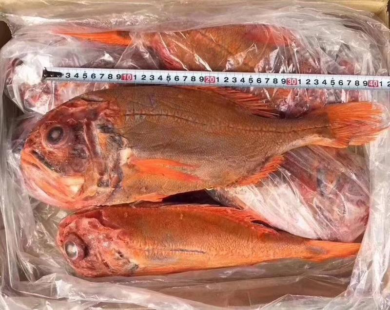 新西兰长寿鱼大小规格