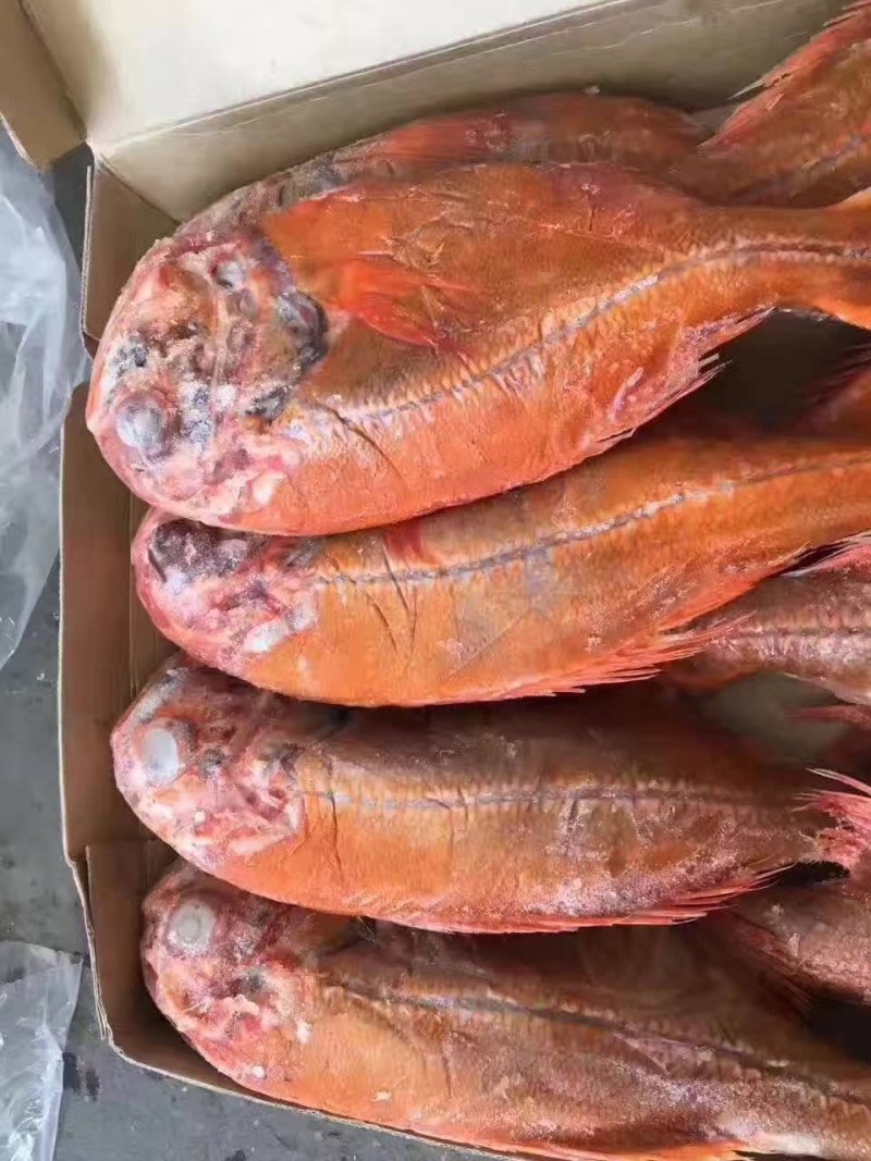 新西兰长寿鱼大小规格