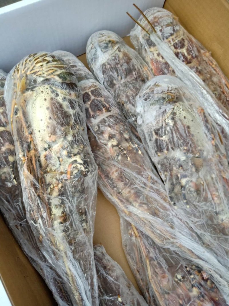 花龙大小规格齐全