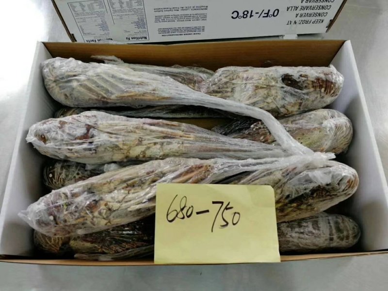 花龙大小规格齐全