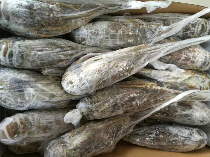 花龙大小规格齐全