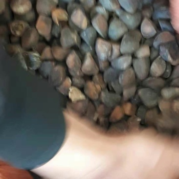 山茶籽