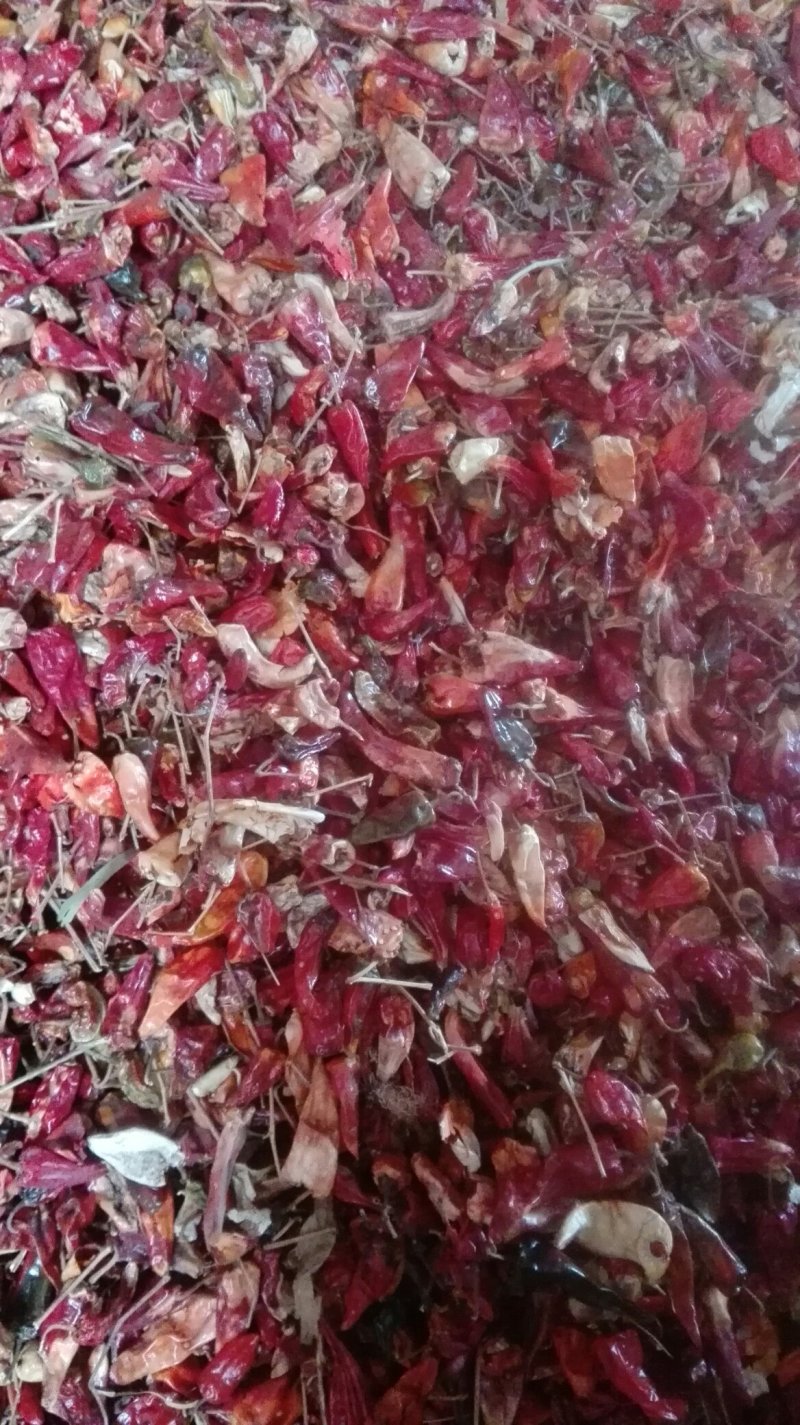 北京红花皮