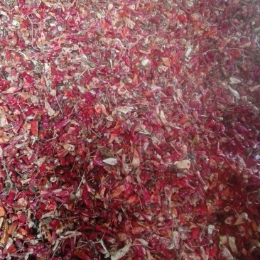 北京红花皮