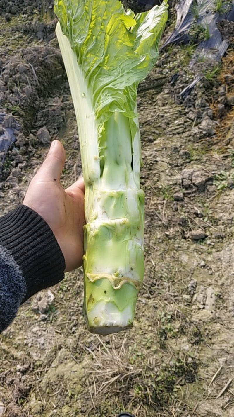 白棒菜