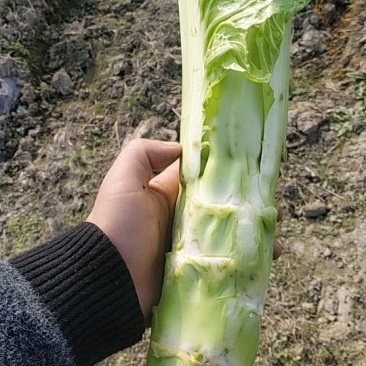 白棒菜