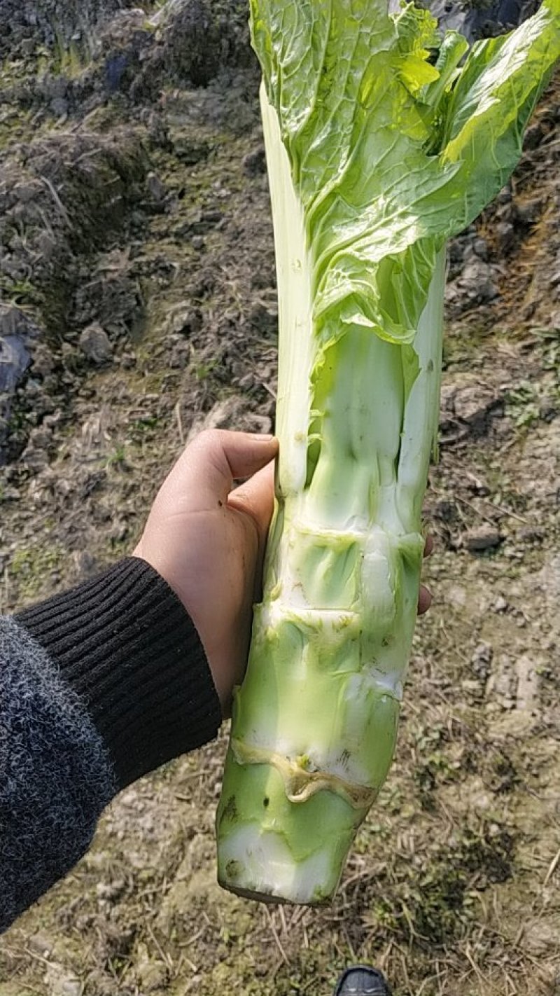 白棒菜