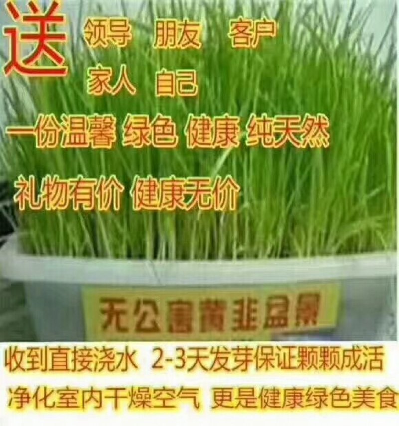 黄韭盆景