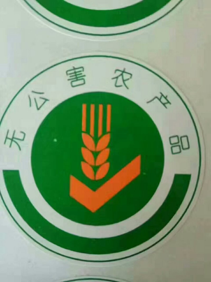黄韭盆景