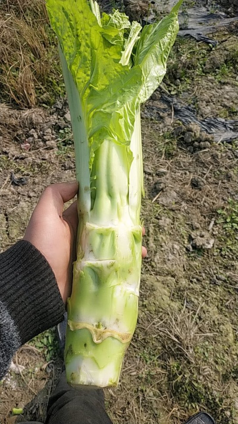 白棒菜