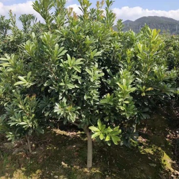5-7公分东魁杨梅