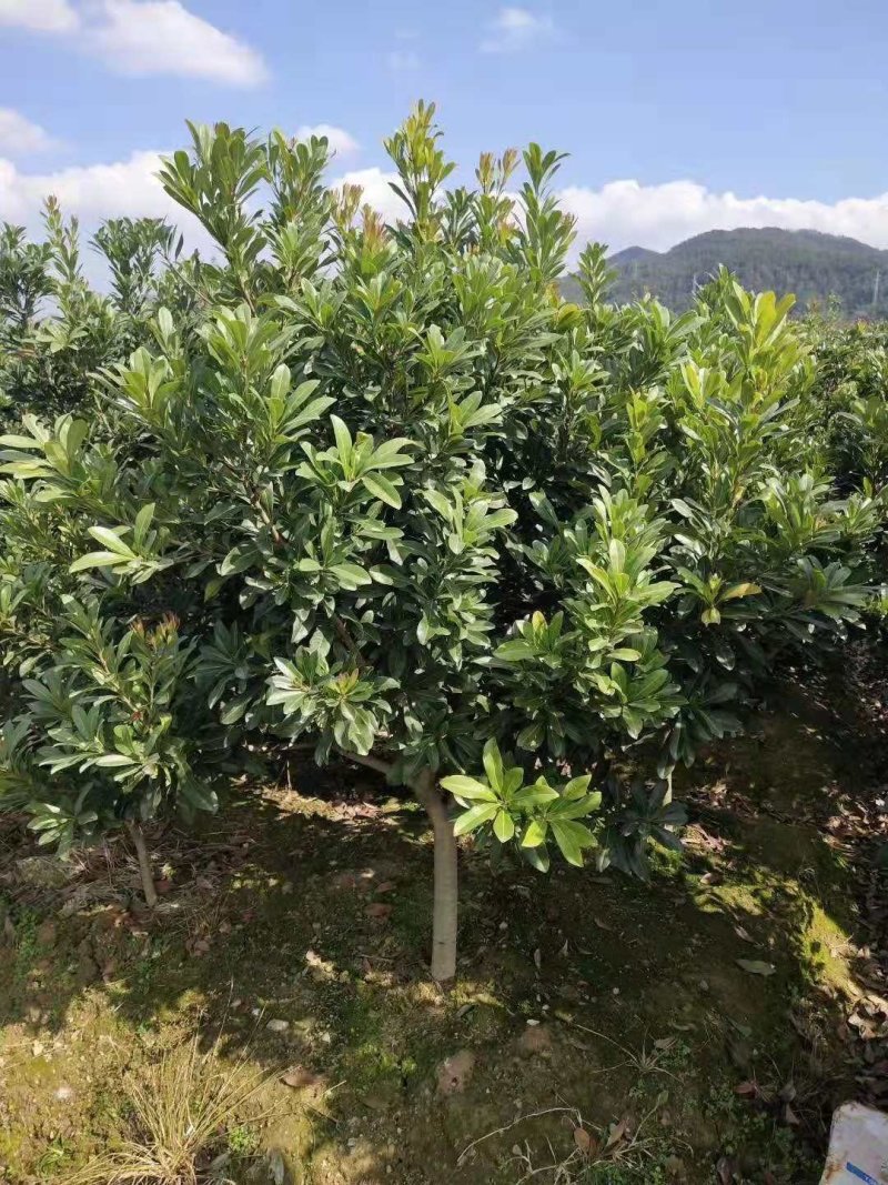 5-7公分东魁杨梅