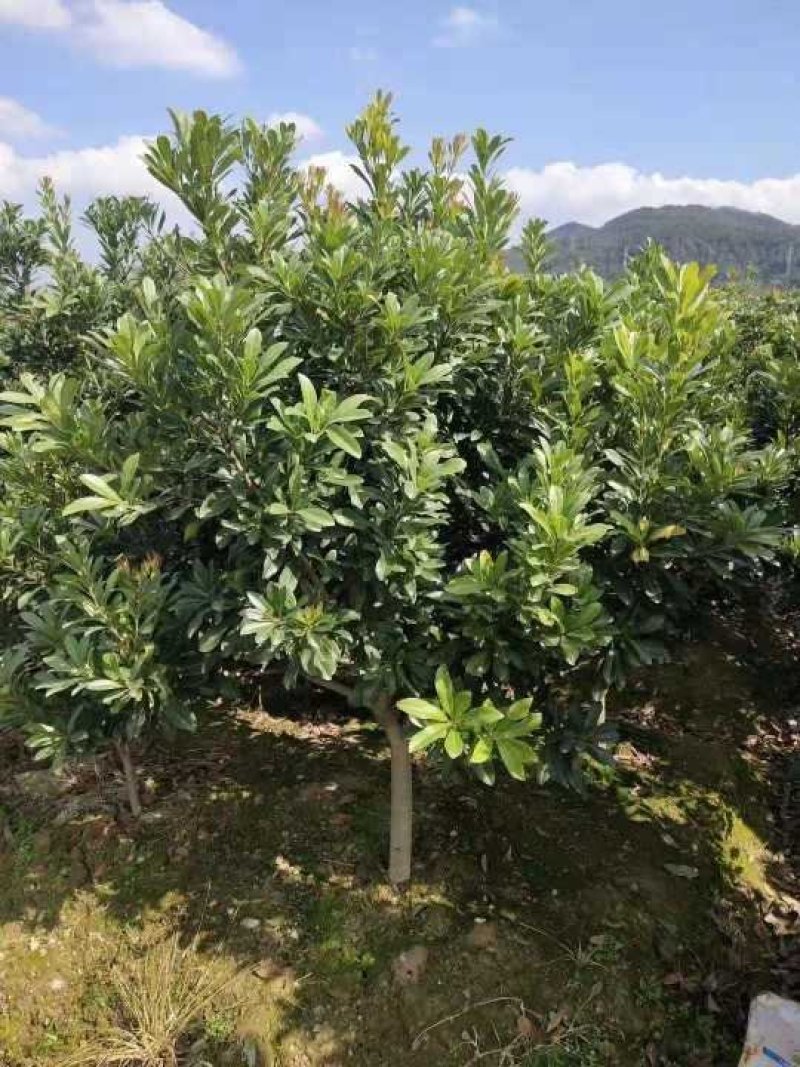 5-7公分东魁杨梅