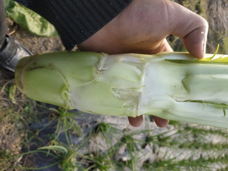花叶棒菜