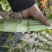 花叶棒菜