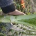 花叶棒菜